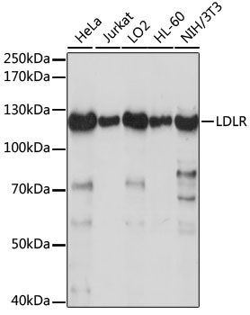 Western blot - LDLR antibody (144-60878)