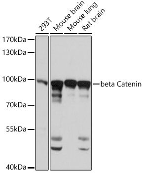 Western blot