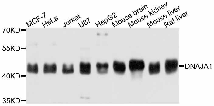Western blot - DNAJA1 Polyclonal Antibody (144-011602)
