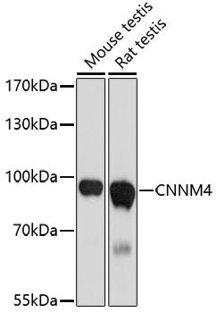Western blot