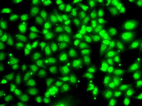 Immunofluorescence - COPS2 Polyclonal Antibody (144-07037)
