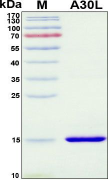 SDS-PAGE