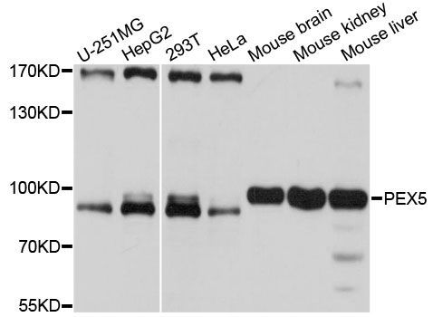 Western blot - PEX5 antibody (144-600823)
