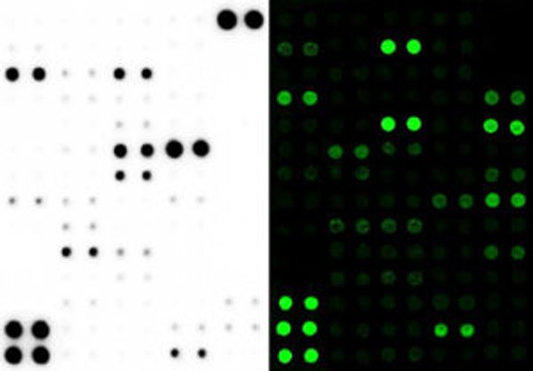 Figure 7. Antibody array images.