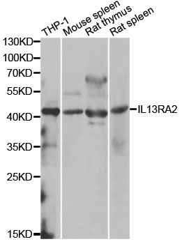 Western blot - IL13RA2 antibody (144-02043)