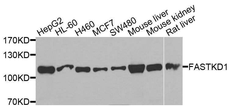 Western blot - FASTKD1 Polyclonal Antibody (144-07384)
