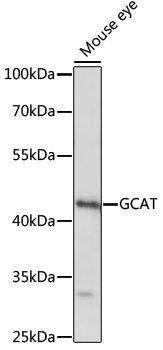 Western blot - GCAT antibody (144-015802)