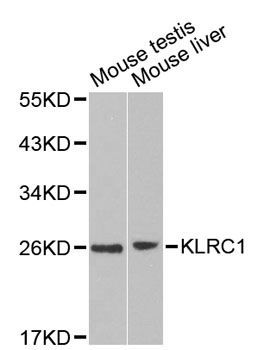 Western blot - KLRC1 antibody (144-01233)
