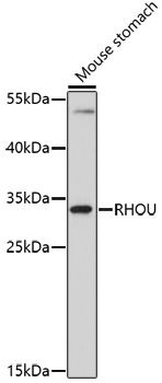 Western blot