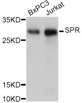 Western blot - SPR Antibody (144-011694)
