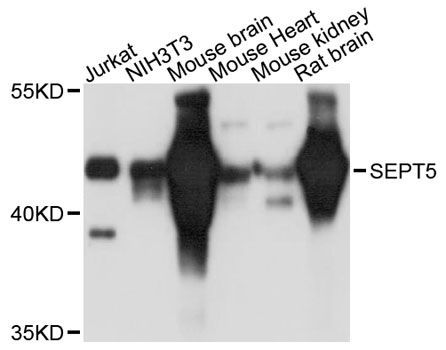 Western blot - SEPT5 antibody (144-12953)