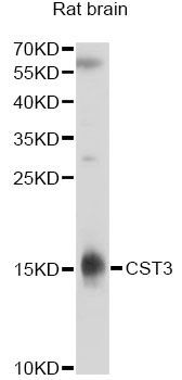 Western blot - CST3 Polyclonal Antibody (144-01561)