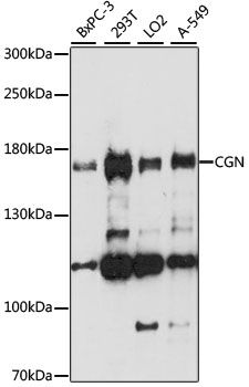Western blot - CGN antibody (144-015489)