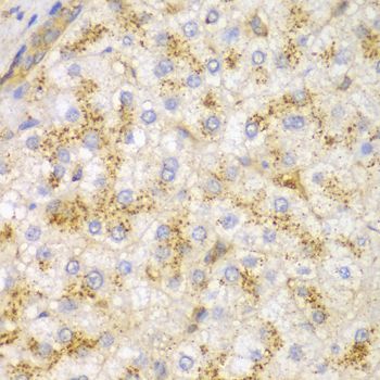 Immunohistochemistry - ACTN1 antibody (144-01160)