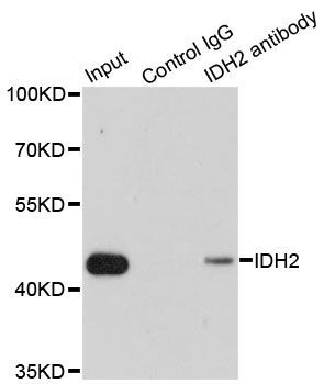 Immunofluorescence - IDH2 Polyclonal Antibody (144-07190)