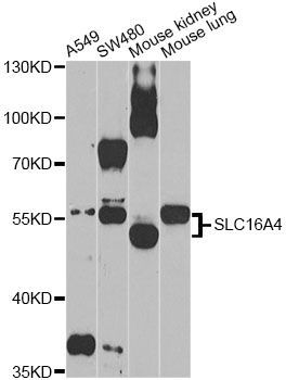 Western blot - SLC16A4 Antibody (144-03016)