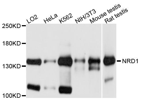 Western blot - NRD1 antibody (144-09119)