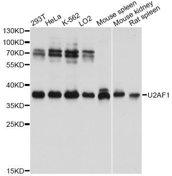 Western blot - U2AF1 antibody (144-013166)