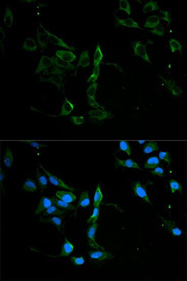 Immunofluorescence - MVP antibody (144-01980)
