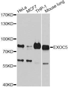 Western blot - EXOC5 antibody (144-09282)