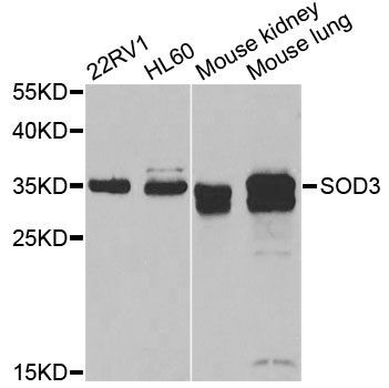 Western blot - SOD3 antibody (144-61445)