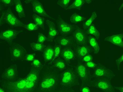 Immunofluorescence - LIG1 antibody (144-01858)