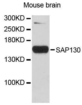 Western blot - SAP130 antibody (144-60512)