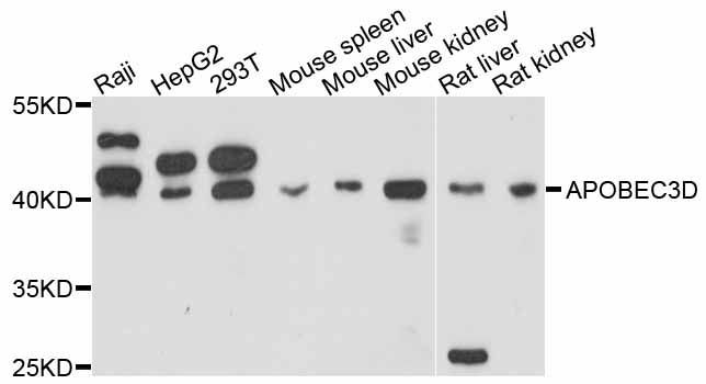 Western blot - APOBEC3D antibody (144-011648)