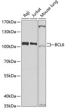 Western blot