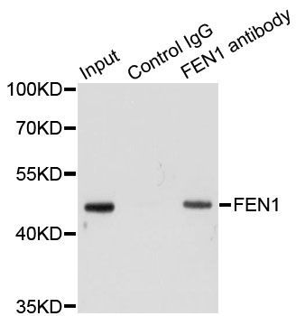 Immunoprecipitation - FEN1 Polyclonal Antibody (144-01175)