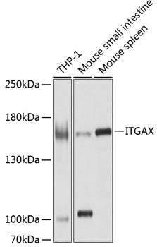 Western blot