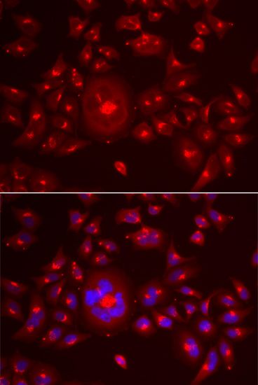 Immunofluorescence - GORASP1 antibody (144-06609)