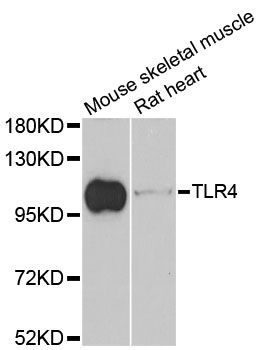 Western blot - TLR4 antibody (144-11226)