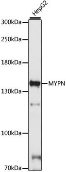 Western blot