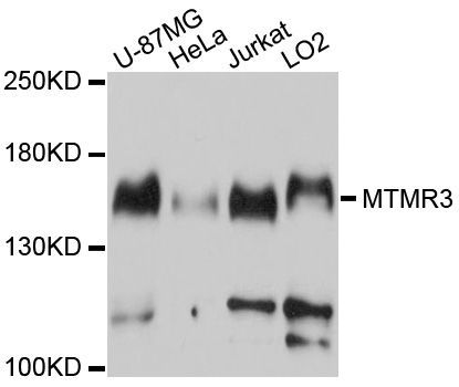 Western blot - MTMR3 Polyclonal Antibody (144-10806)