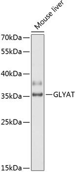 Western blot