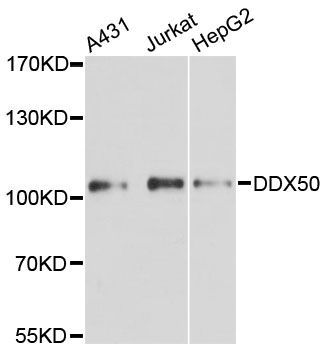 Western blot - DDX50 Polyclonal Antibody (144-08628)