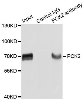 Immunoprecipitation - PCK2 Polyclonal Antibody (144-08446)