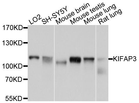 Western blot - KIFAP3 Polyclonal Antibody (144-04518)