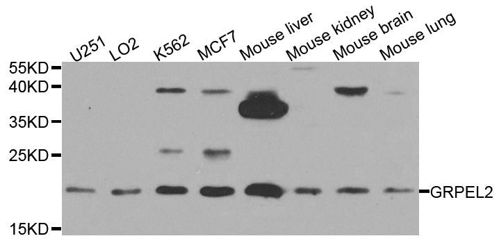 Western blot - GRPEL2 Polyclonal Antibody (144-08339)