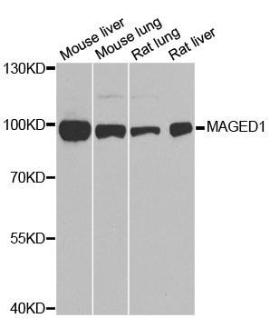 Western blot - MAGED1 antibody (144-01092)