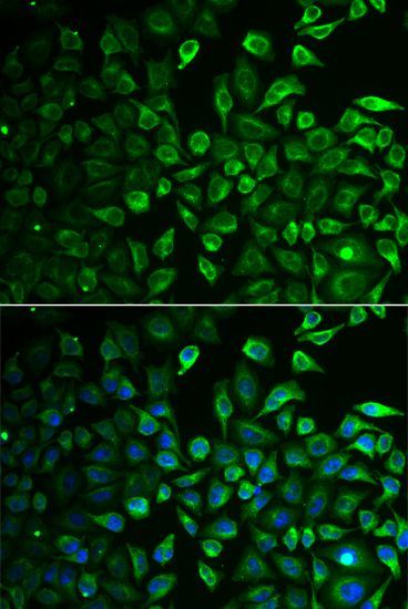 Immunofluorescence - IMPA1 antibody (144-06381)