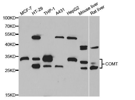 Western blot - COMT Polyclonal Antibody (144-06200)