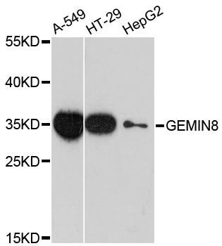 Western blot - GEMIN8 antibody (144-013708)
