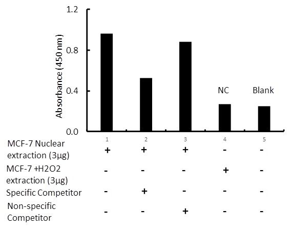 Transcription factor assay of ER-alpha from nuclear extracts of MCF-7 cells or MCF-7 cells treated with H2O2 (200uM) for 3 hr with the specific competitor or non-specific competitor. The result shows specific binding of ER-alpha to the conserved binding site detected by using RayBio ER-alpha TF Activity Assay Kit.