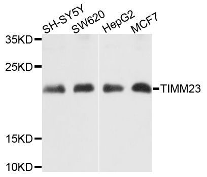 Western blot - TIMM23 antibody (144-61459)