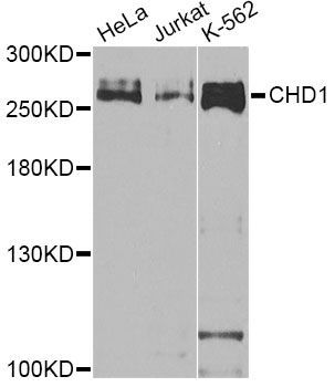 Western blot - [KO Validated] CHD1 Polyclonal Antibody (144-07883)