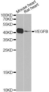 Western blot - VEGFB Polyclonal Antibody (144-02132)