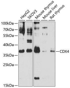 Western blot