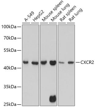 Western blot